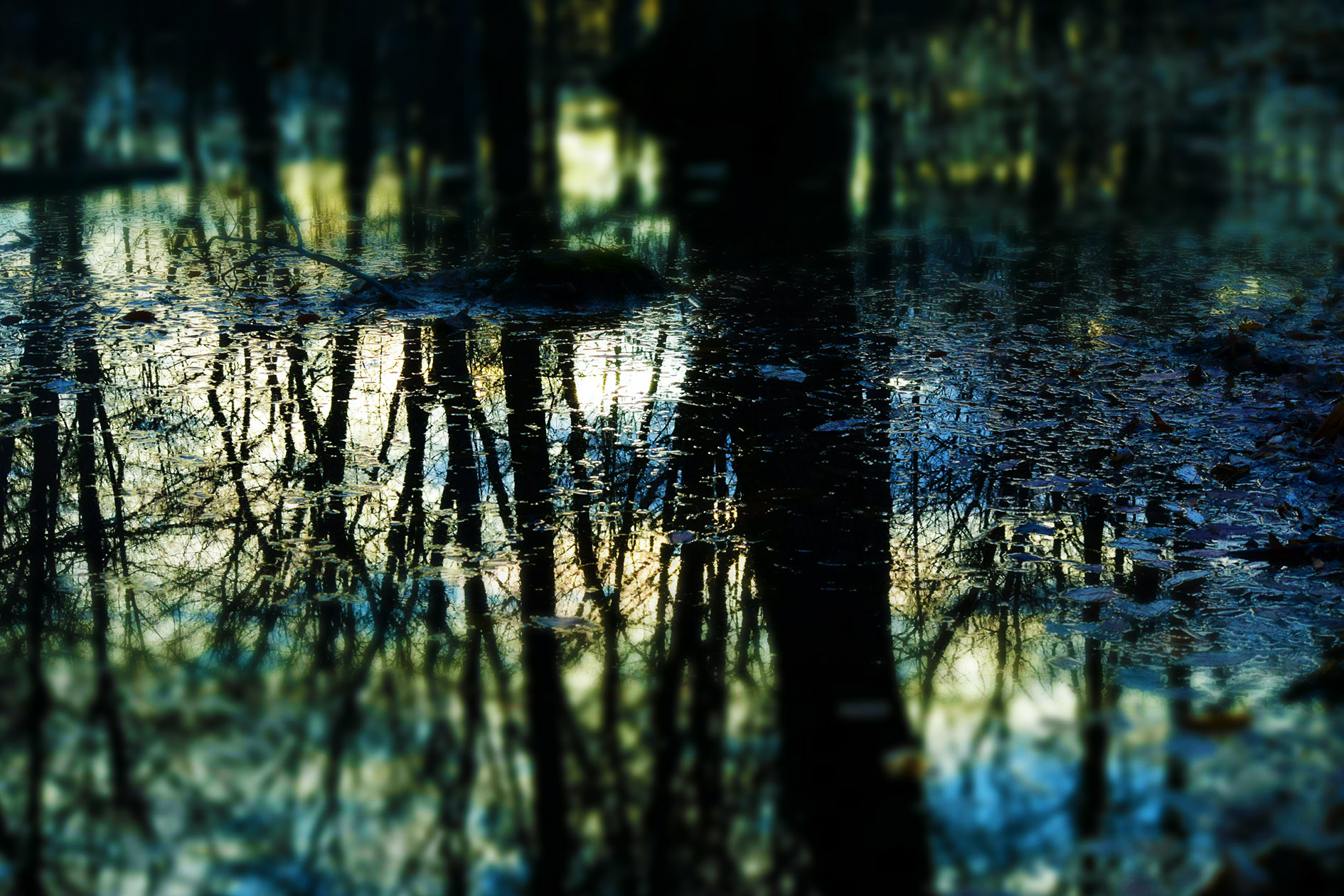 reflection of the branches and the tress on the water