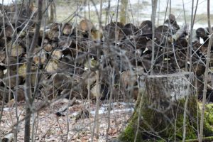 Logs in the woods