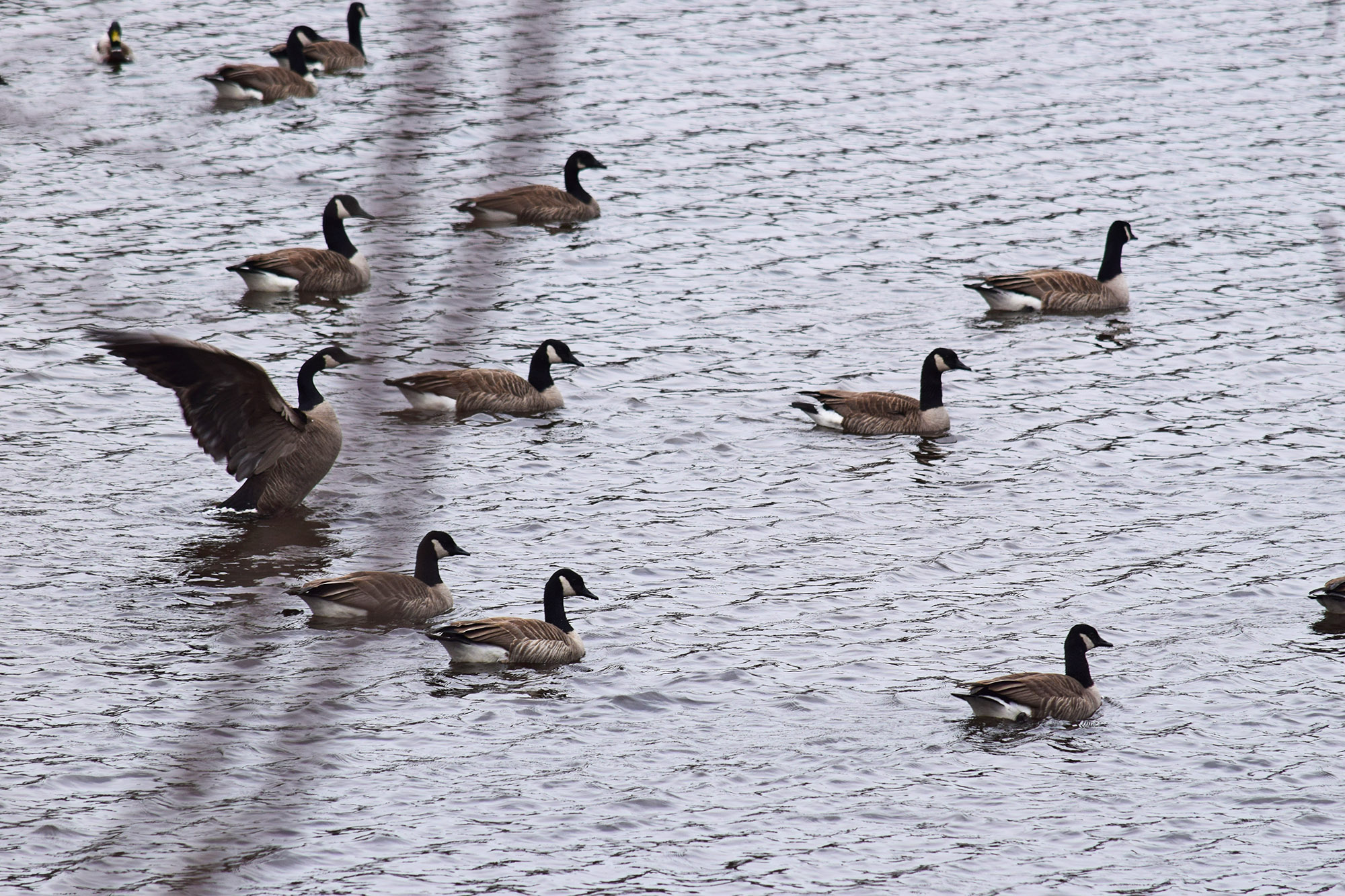 Mont Saint Hilaire Mountain Geese In the lake