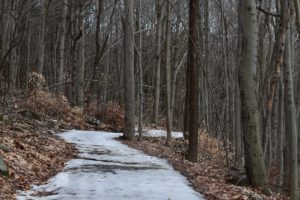 Path in the woods