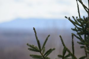 Trees in Mont Bromont