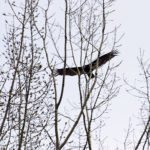 hawks near Montreal
