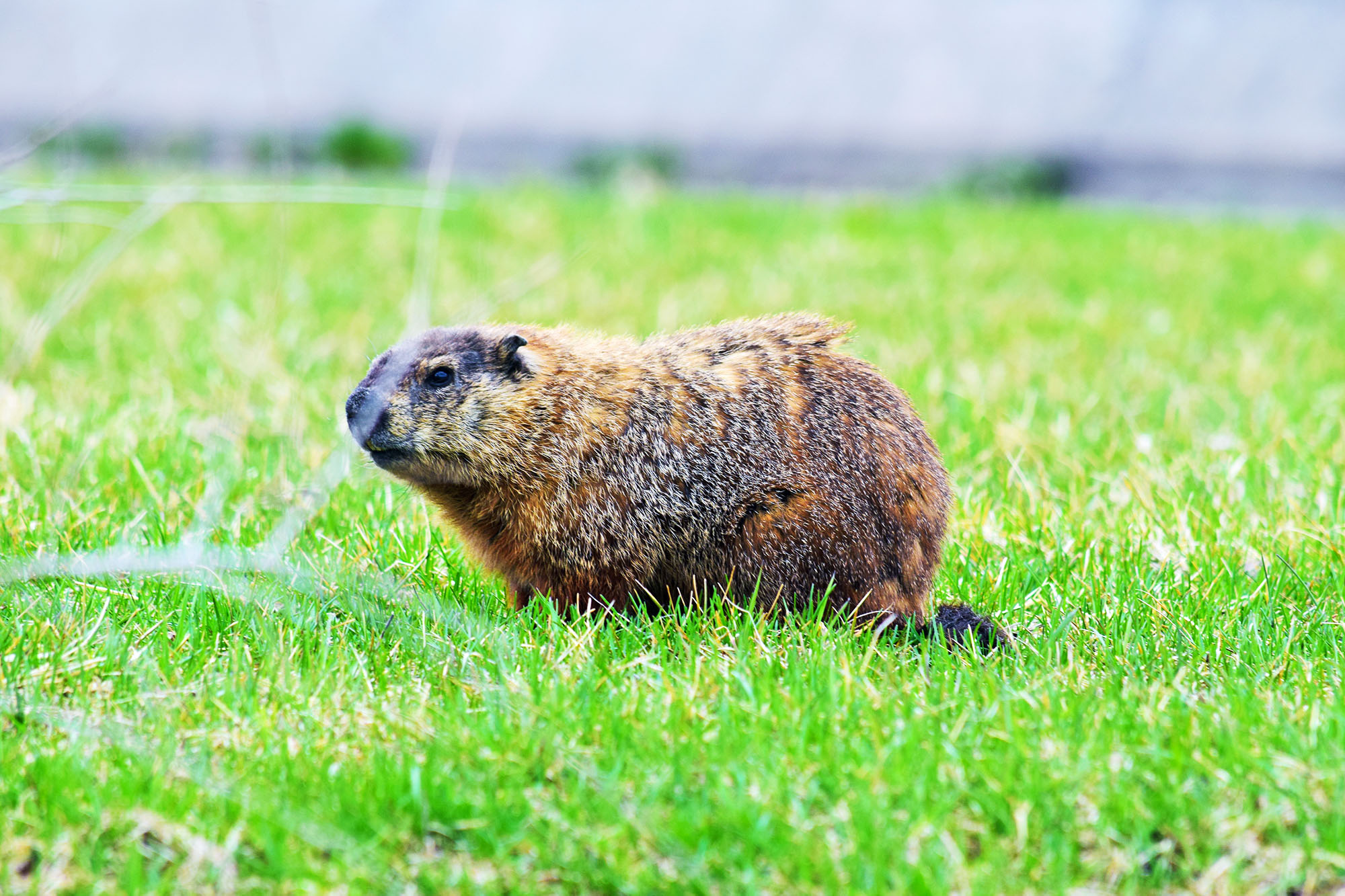 Ground Hog in Montreal