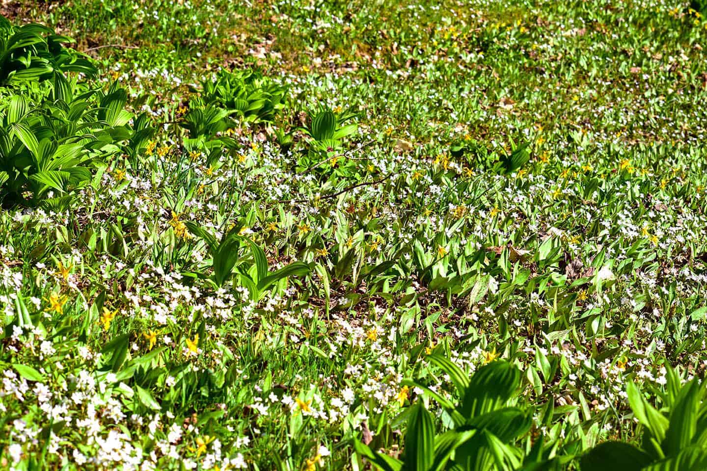 Canada spring wild flowers