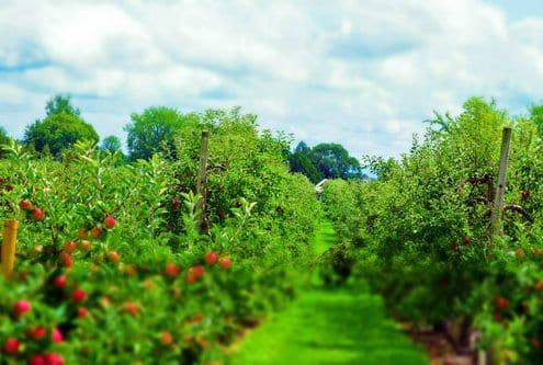 Lane between apple trees