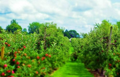 Lane between apple trees