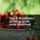 Top 5 strawberry picking spots near Montreal