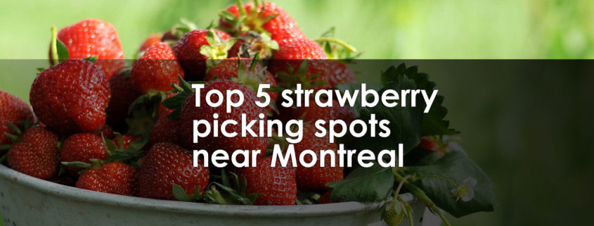 Top 5 strawberry picking spots near Montreal