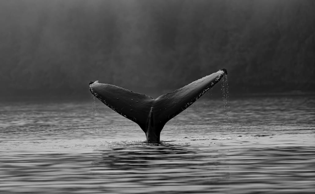 Best Places for Whale Watching spots Near Montreal