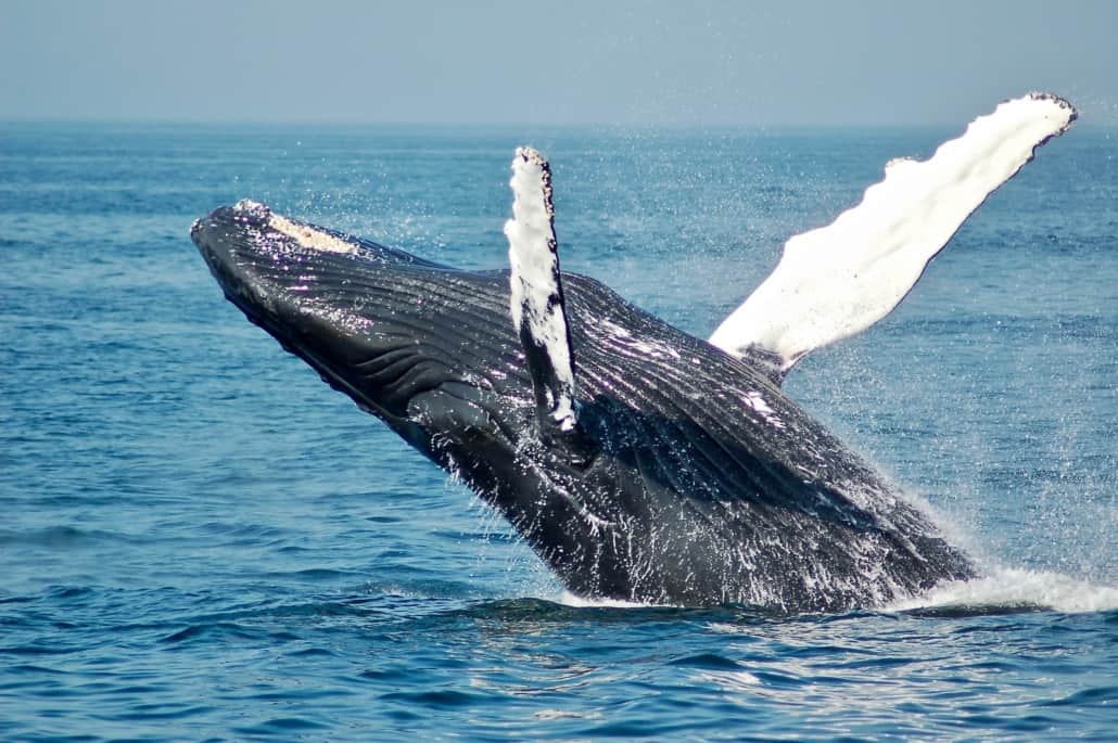 Best Places for Whale Watching spots Near Montreal