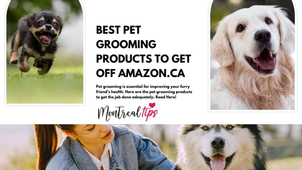 Best pet grooming products to get in Canada