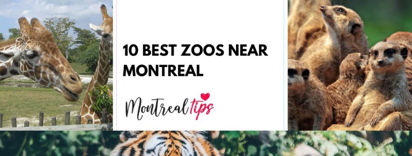 10 Best Zoos Near Montreal